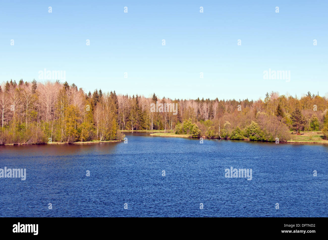 Spring. The beautiful wood on the river bank Stock Photo - Alamy