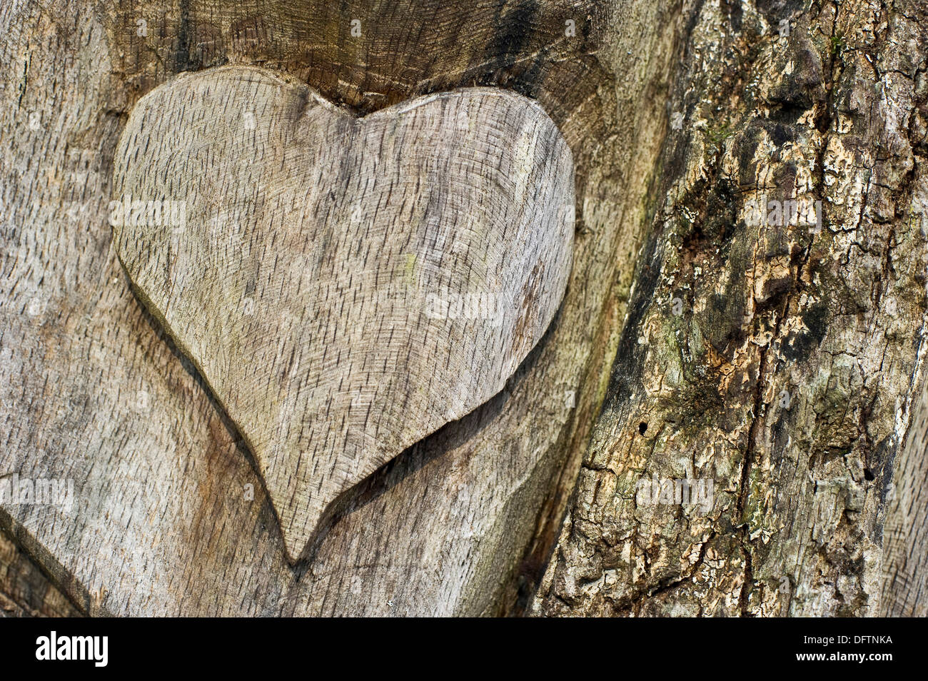 Wooden heart carved Into a tree trunk, Germany Stock Photo