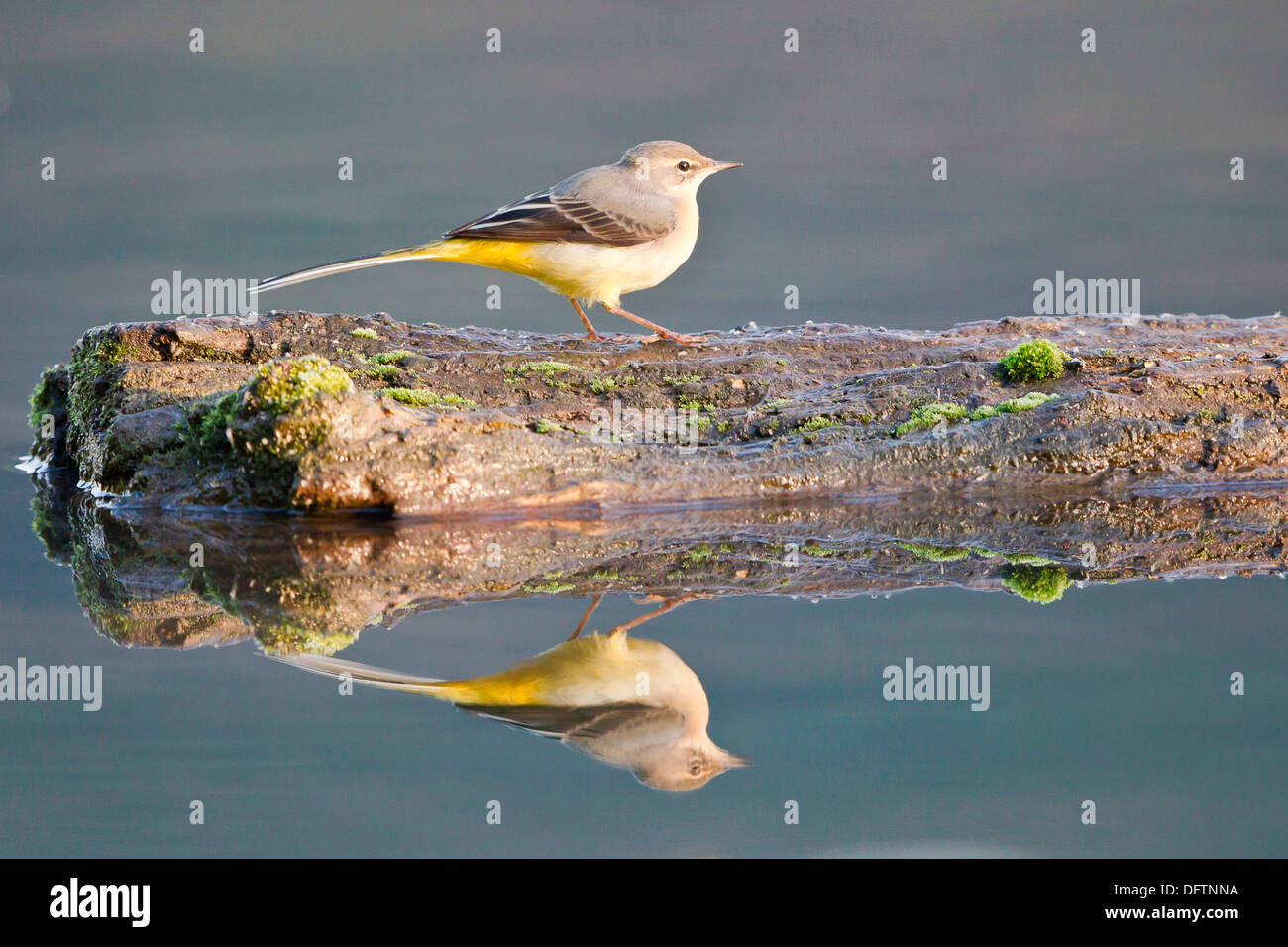 Grey Wagtail (Motacilla cinerea) perched on dead wood reflected in the water, Hesse, Germany Stock Photo