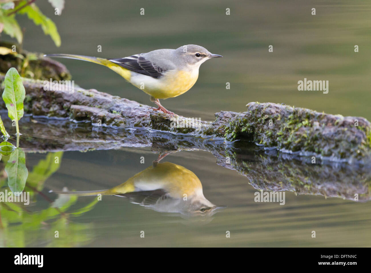 Grey Wagtail (Motacilla cinerea) perched on dead wood reflected in the water, Hesse, Germany Stock Photo