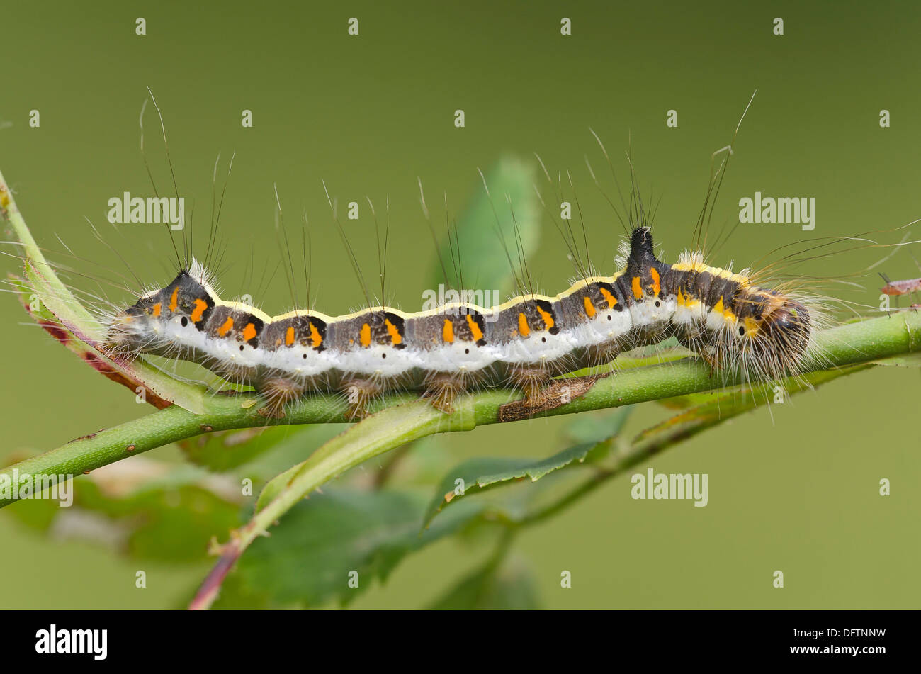 Caterpillar of a Grey Dagger Moth (Acronicta psi), Burgenland, Austria Stock Photo