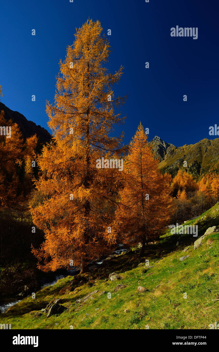 European Larches (Larix decidua) and the peak of Mt Gaiskogel in autumn, Sellraintal, Tyrol, Austria Stock Photo