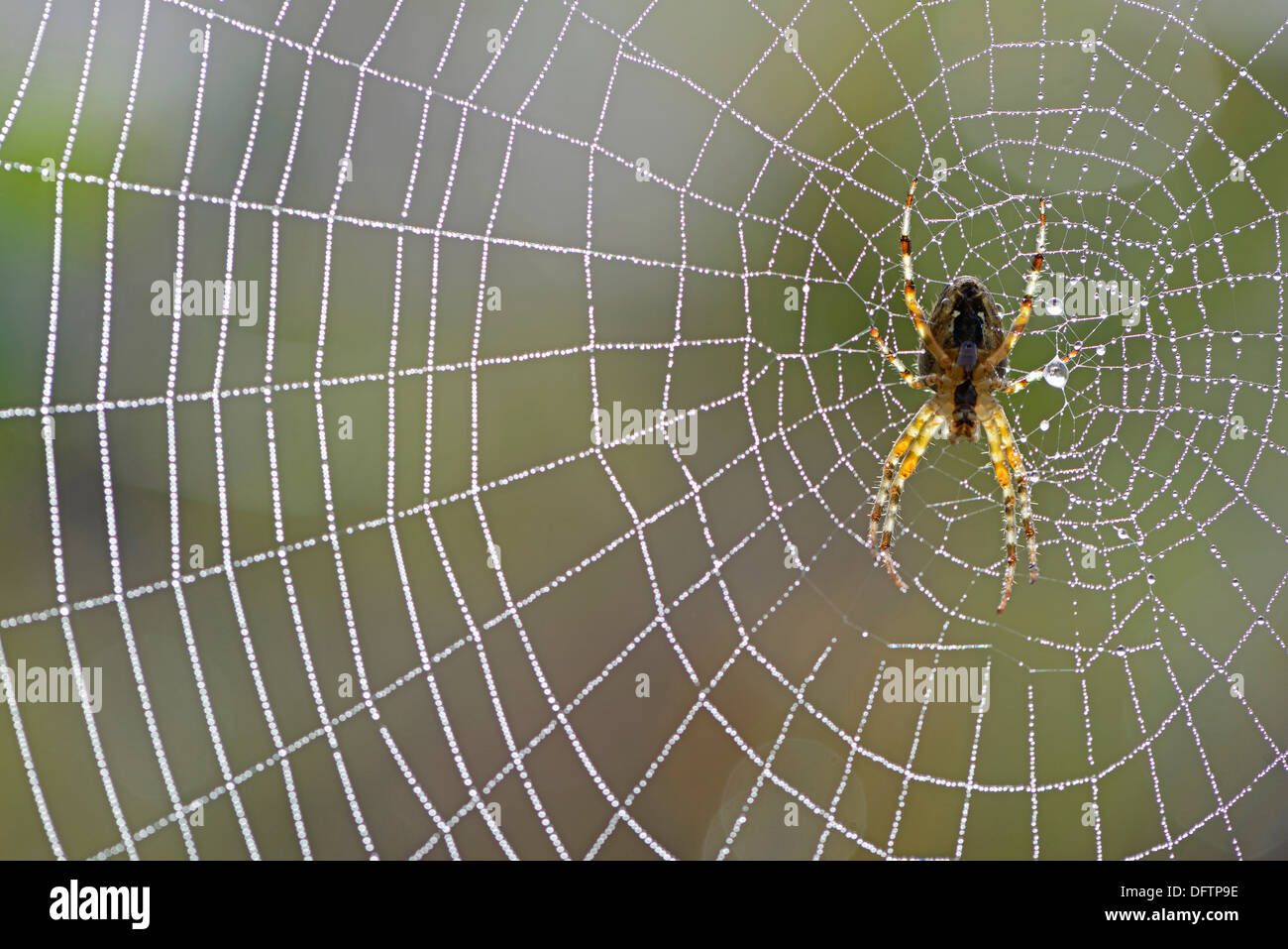European garden spider (Araneus diadematus) in the web, Lower Saxony, Germany Stock Photo