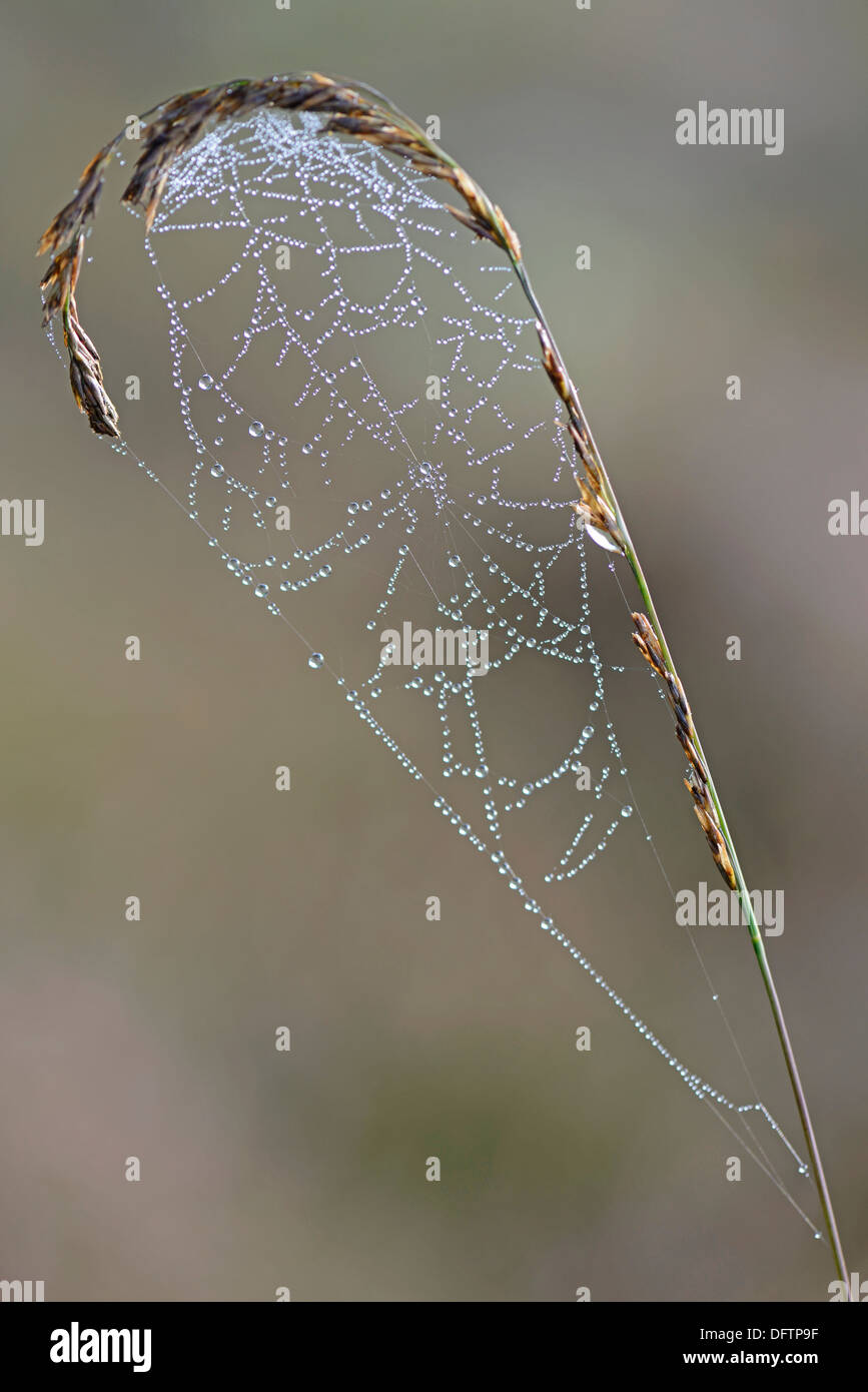 Spider's web on Purple Moor Grass (Molinia caerulea), Theikenmeer nature reserve, Werlte, Emsland, Lower Saxony, Germany Stock Photo