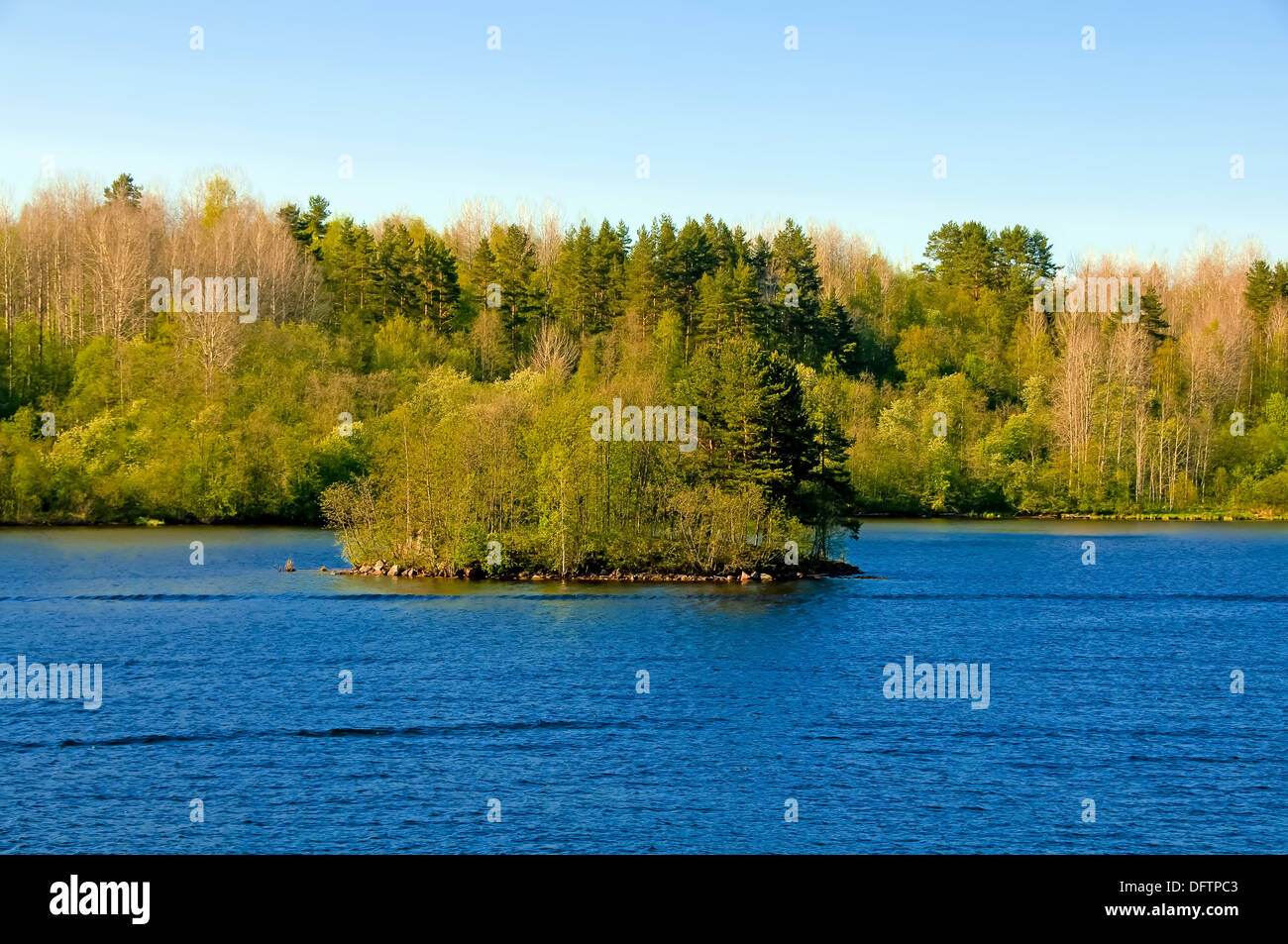 Spring. The beautiful wood on the river bank Stock Photo - Alamy