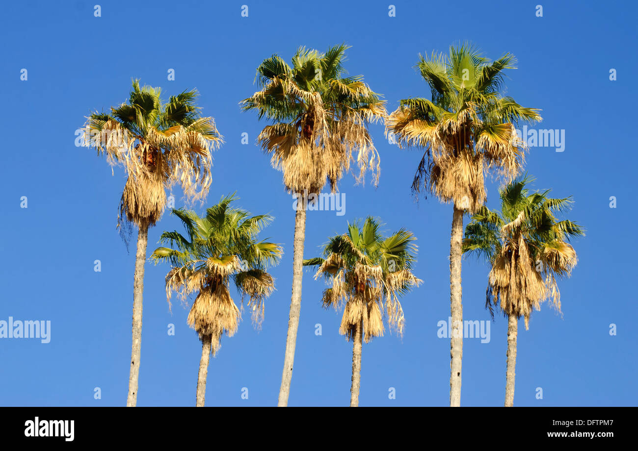A row of 6 mature California Fan Palms (Washingtonia filifera) with blue sky background. Photographed in Israel Stock Photo