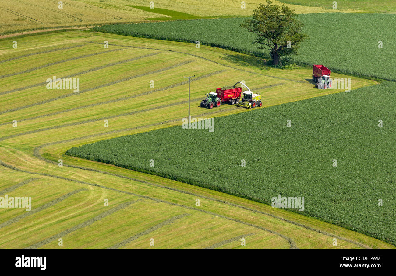 Harvesting, aerial view, Rüthen, North Rhine-Westphalia, Germany Stock Photo
