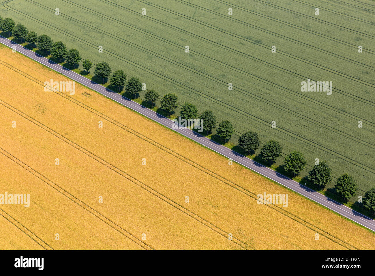 Aerial view, fields with a tree-lined road, Oberbergheim, Warstein, North Rhine-Westphalia, Germany Stock Photo