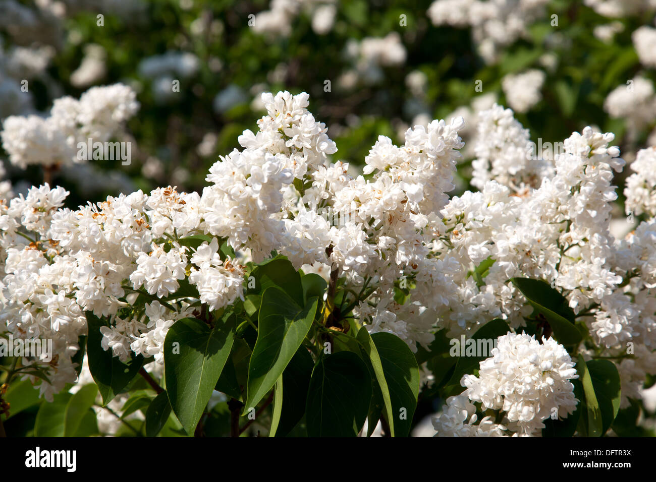 Lilac trees hi-res stock photography and images - Alamy