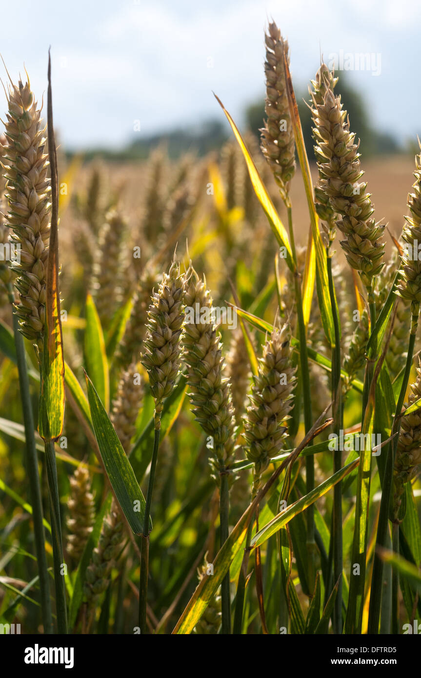 Wheat growing in field Stock Photo