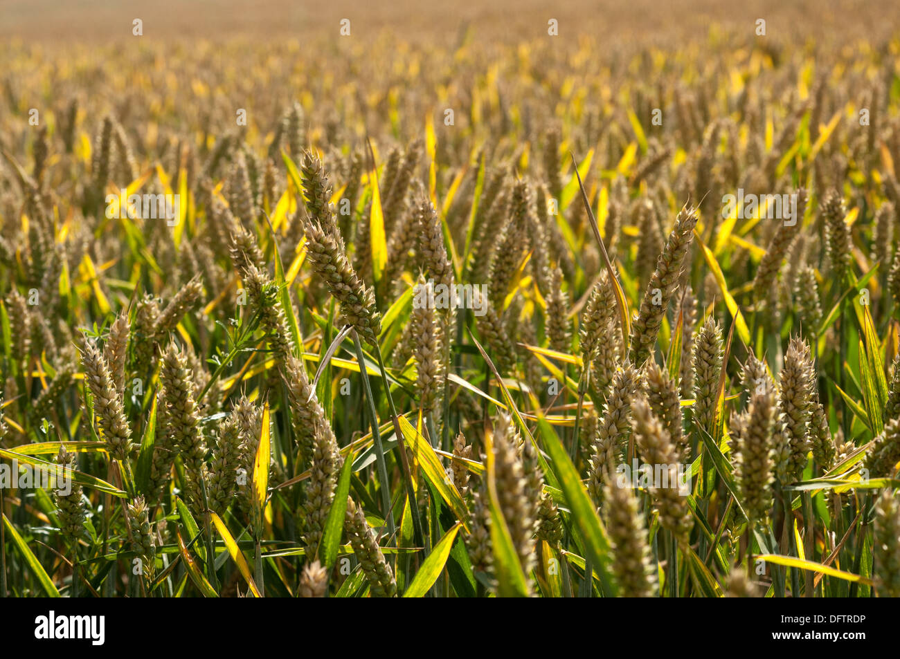 Wheat growing in field Stock Photo