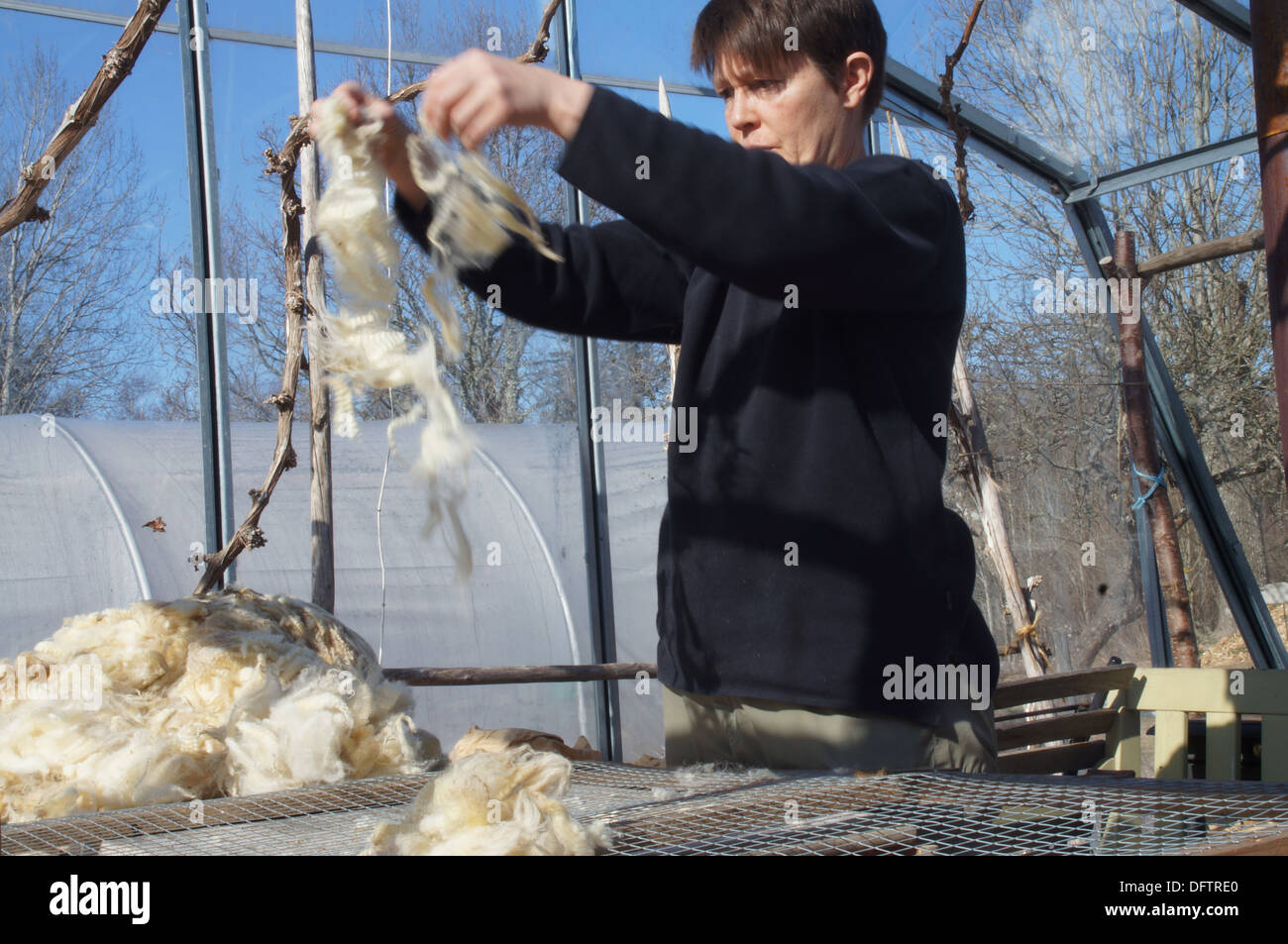 Woman cleaning wool in a green house Stock Photo