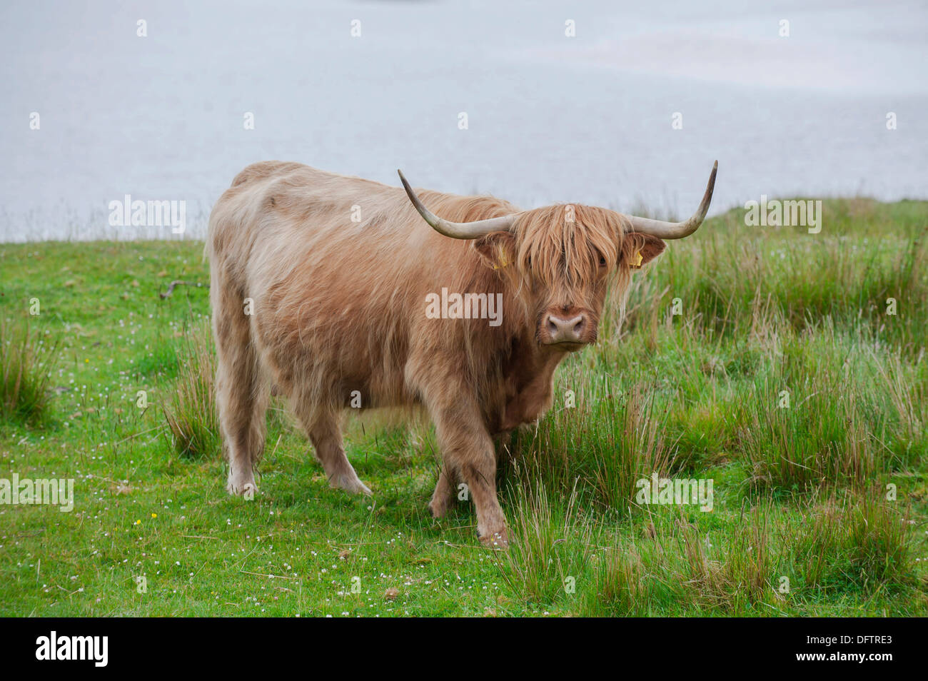 Scottish Highland cattle standing on a pasture by the sea, Dunvegan, Isle of Skye, Inner Hebrides, Scotland, United Kingdom Stock Photo