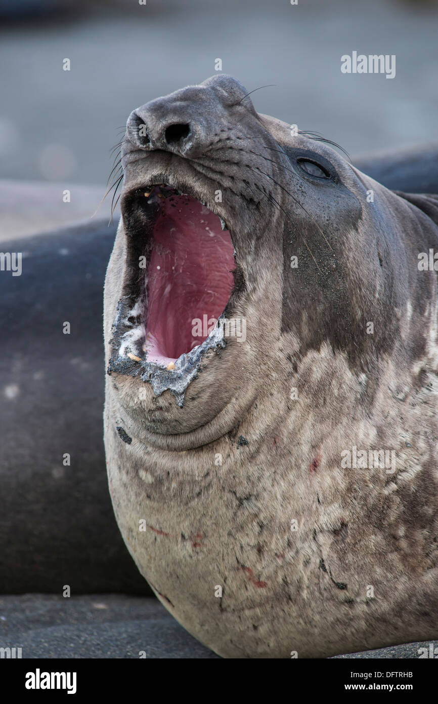 Southern Elephant Seal (Mirounga leonina), young male, Gold Harbour, South Georgia and the South Sandwich Islands, Antarktis Stock Photo