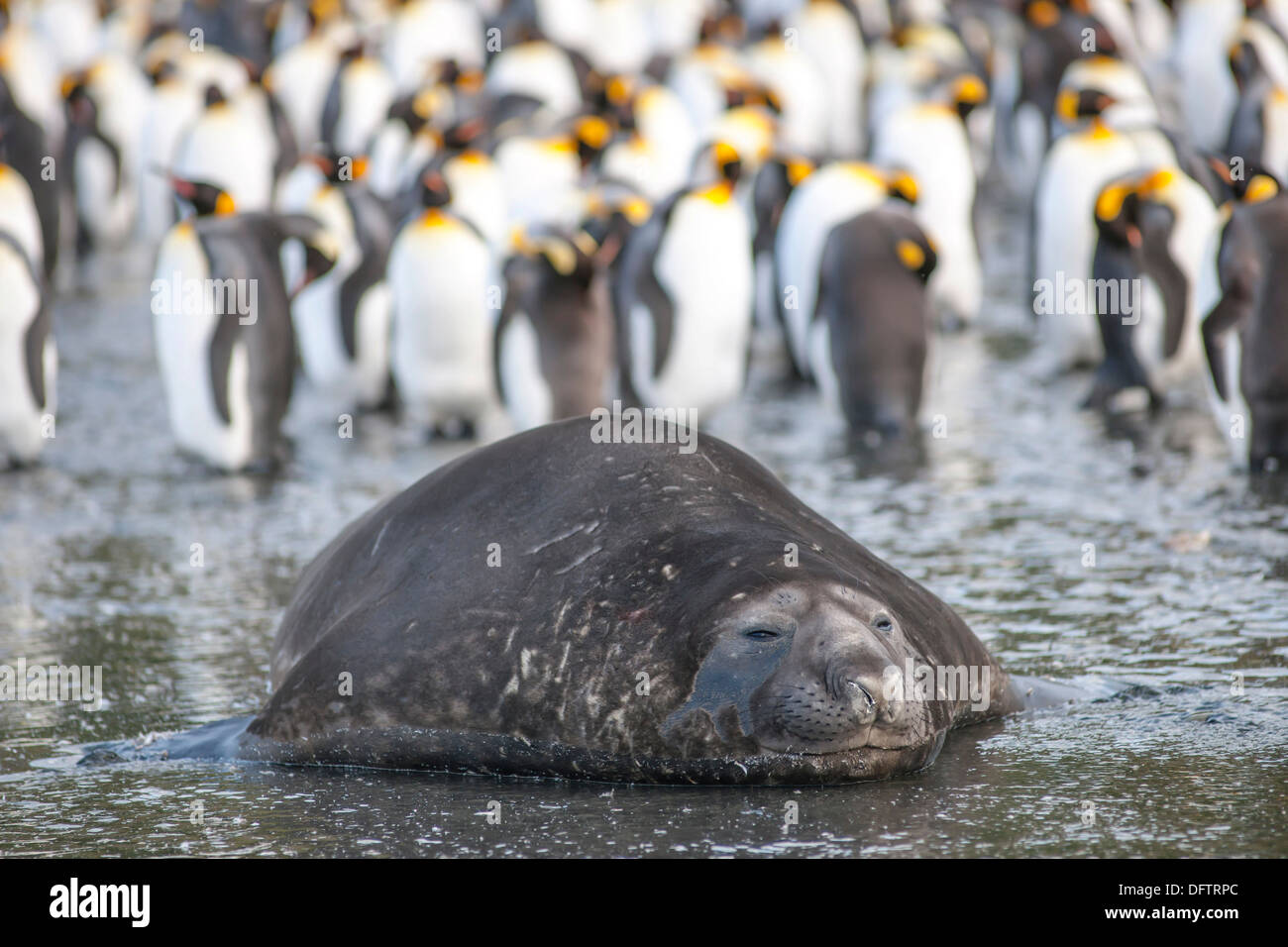 Southern Elephant Seal (Mirounga leonina), Gold Harbour, South Georgia and the South Sandwich Islands, Antarctica Stock Photo