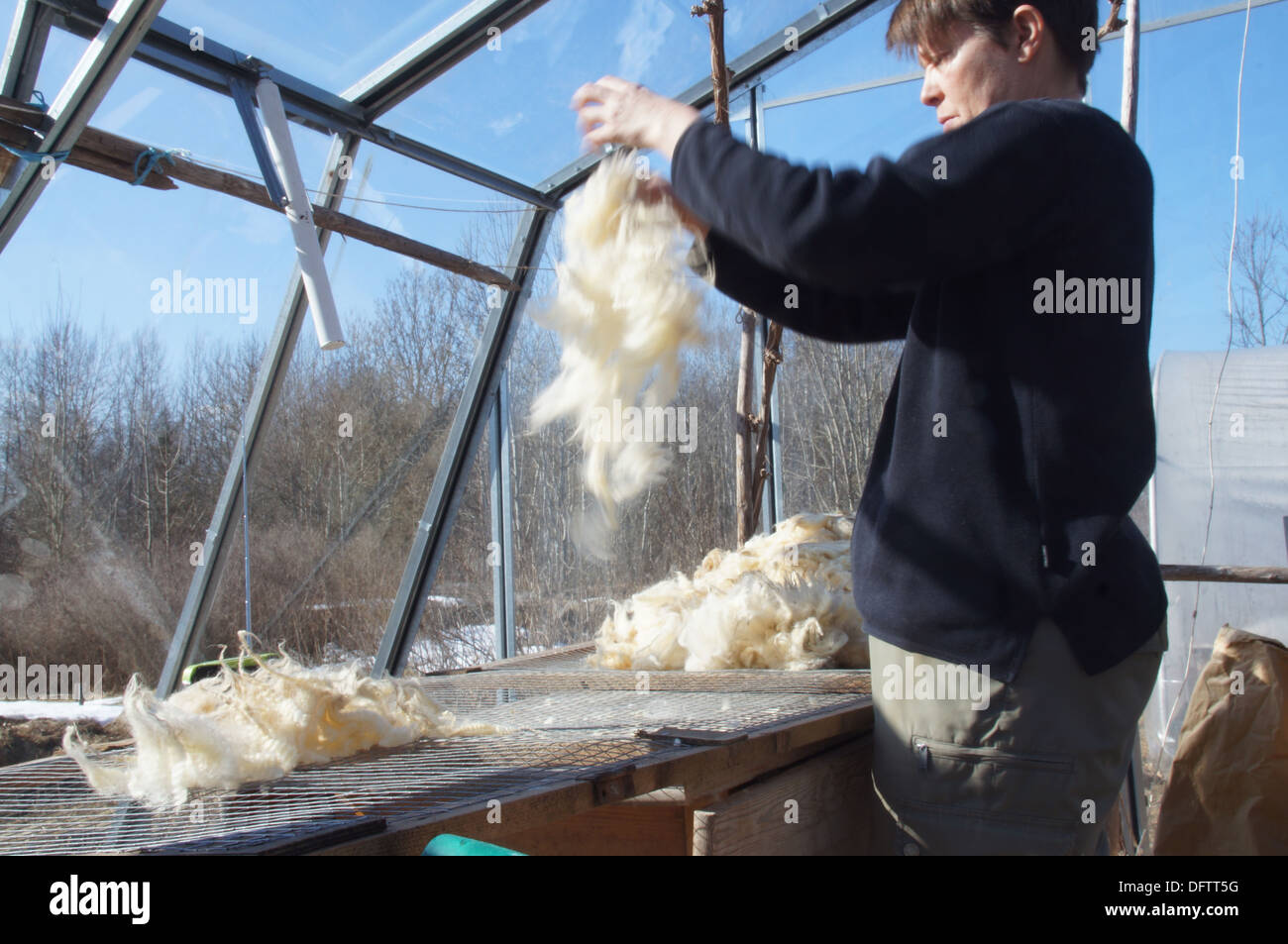 Woman cleaning wool in a green house Stock Photo