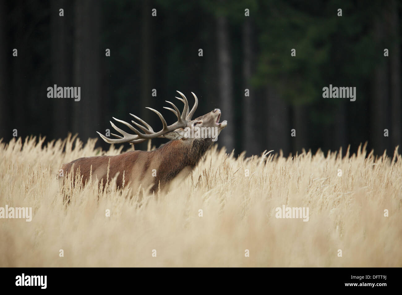 Red deer (Cervus elaphus), male , call , calling , rut , rutting Stock