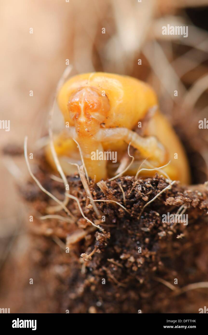 Opened cocoon to show the chrysalis from the Red Palm Weevil