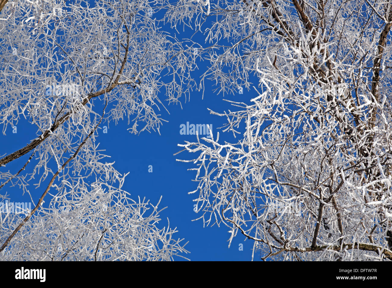 Cold winter. A tree in snow against the blue sky Stock Photo - Alamy