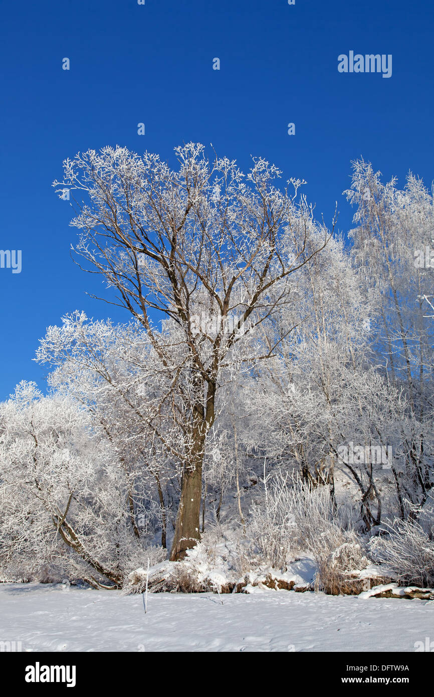 Cold winter. A tree in snow against the blue sky Stock Photo - Alamy