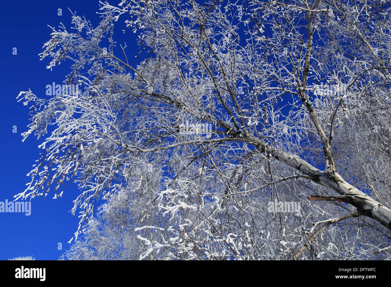 Cold winter. A tree in snow against the blue sky Stock Photo - Alamy