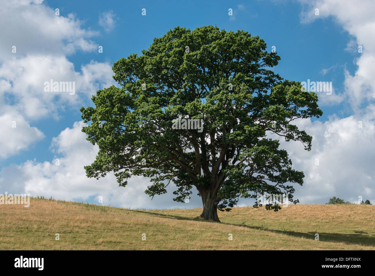 OAK TREE IN HIGH SUMMER ON GRASS COVERED HILLS WITH BLUE SKY AND WHITE CLOUDS UK Stock Photo