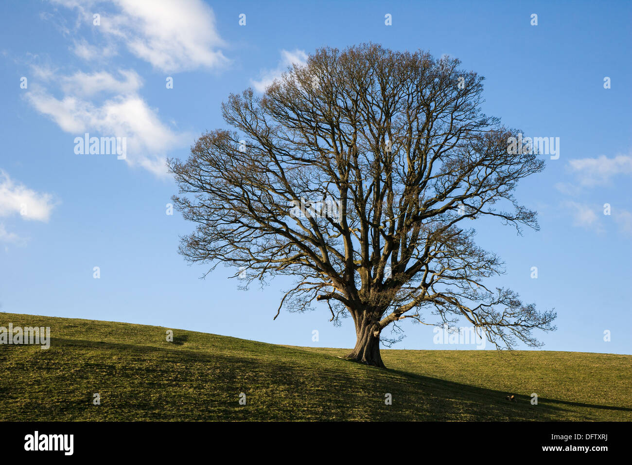 OAK TREE IN WINTER SOUTH WALES WITH BARE BRANCHES And LONG SHADOWS