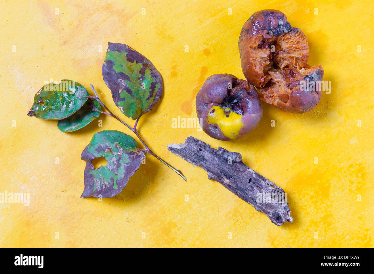 Rotten apples and half dried leaves with a piece of old branch Stock Photo