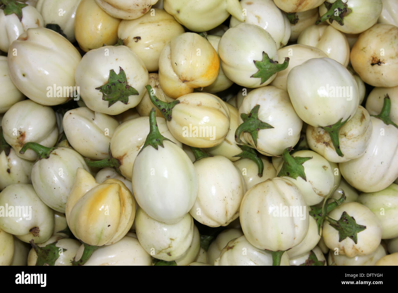 Scarlet Eggplant, Mock Tomato Mini Pumpkins, Japanese Golden Egg Stock  Photo - Image of annuals, cultivation: 104101036