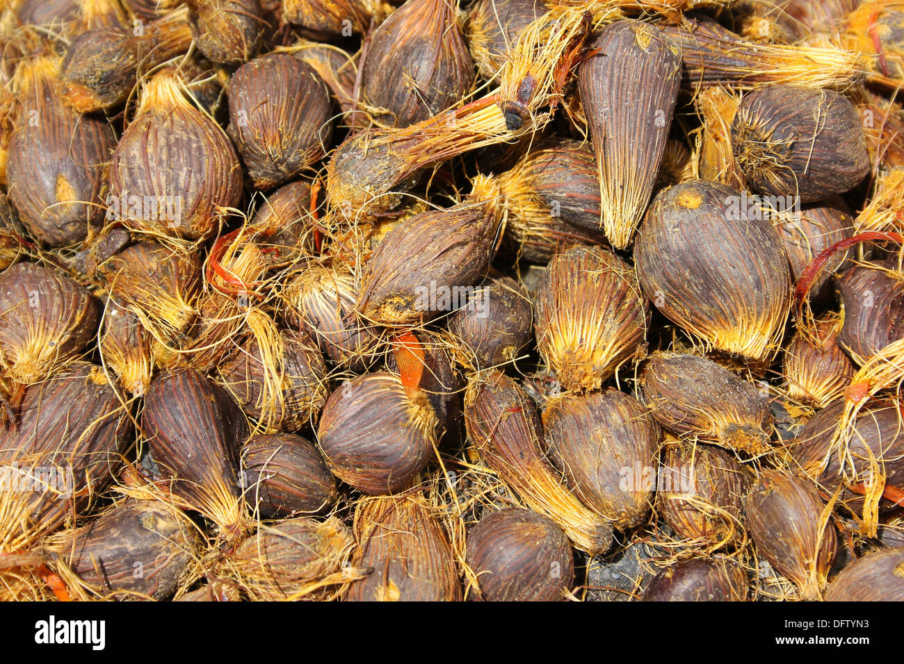 Palm Nut Kernels For Sale At A Ghanaian Market Stock Photo
