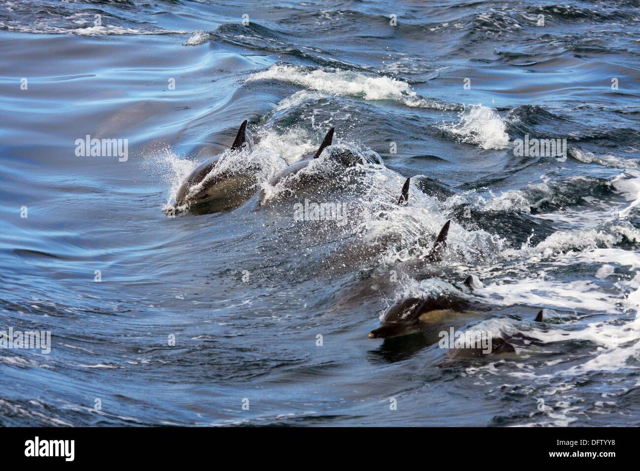 A group of Common Dolphins surfing in the wake Stock Photo Alamy