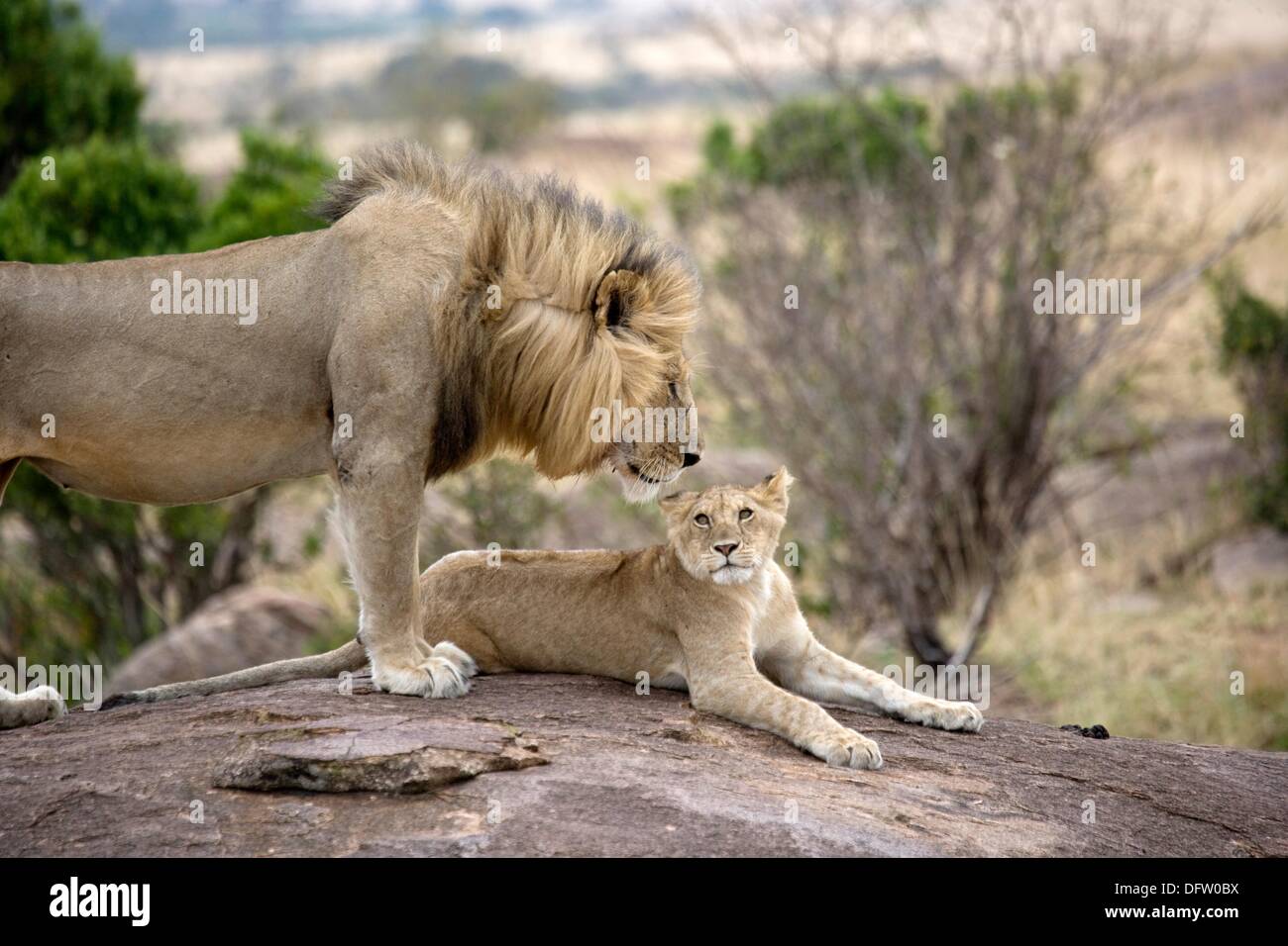 Lion pride Masai Mara - Kenya Stock Photo - Alamy