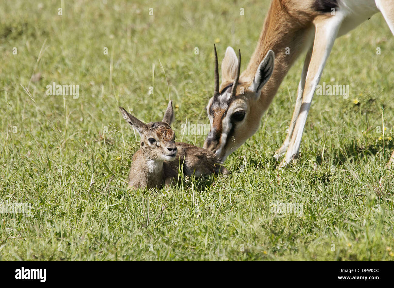 Birth of gazelle hi-res stock photography and images - Alamy