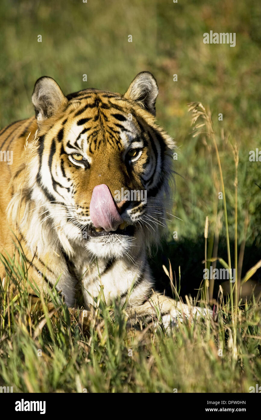 Siberian Tiger on the move Stock Photo