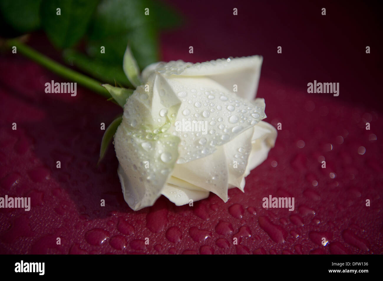 Anklam single