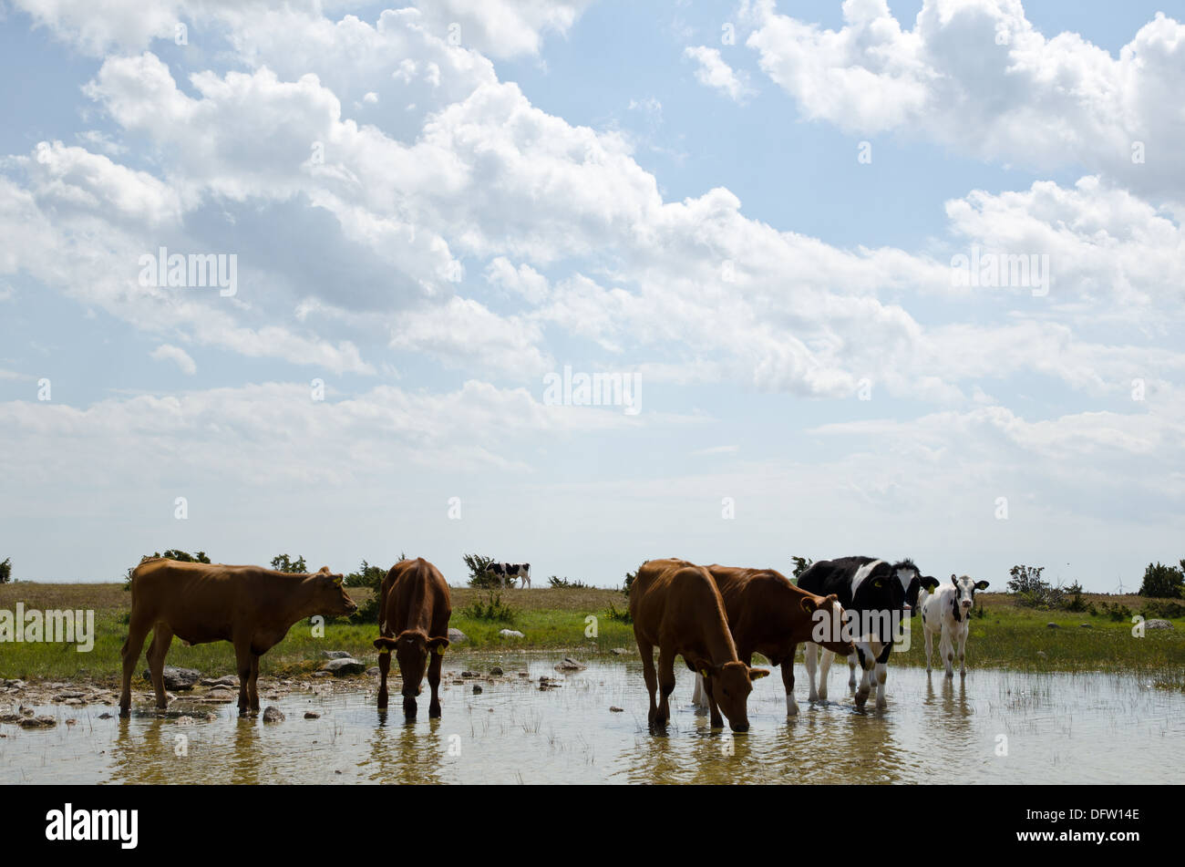 HOLE STEAM CATTLE VIDEO visual data 4