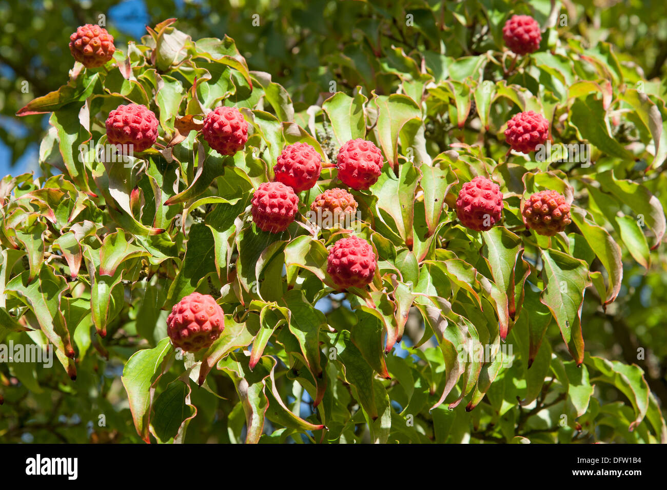 Ripe fruits of the Kousa Dogwood Tree Autumn time Stock Photo