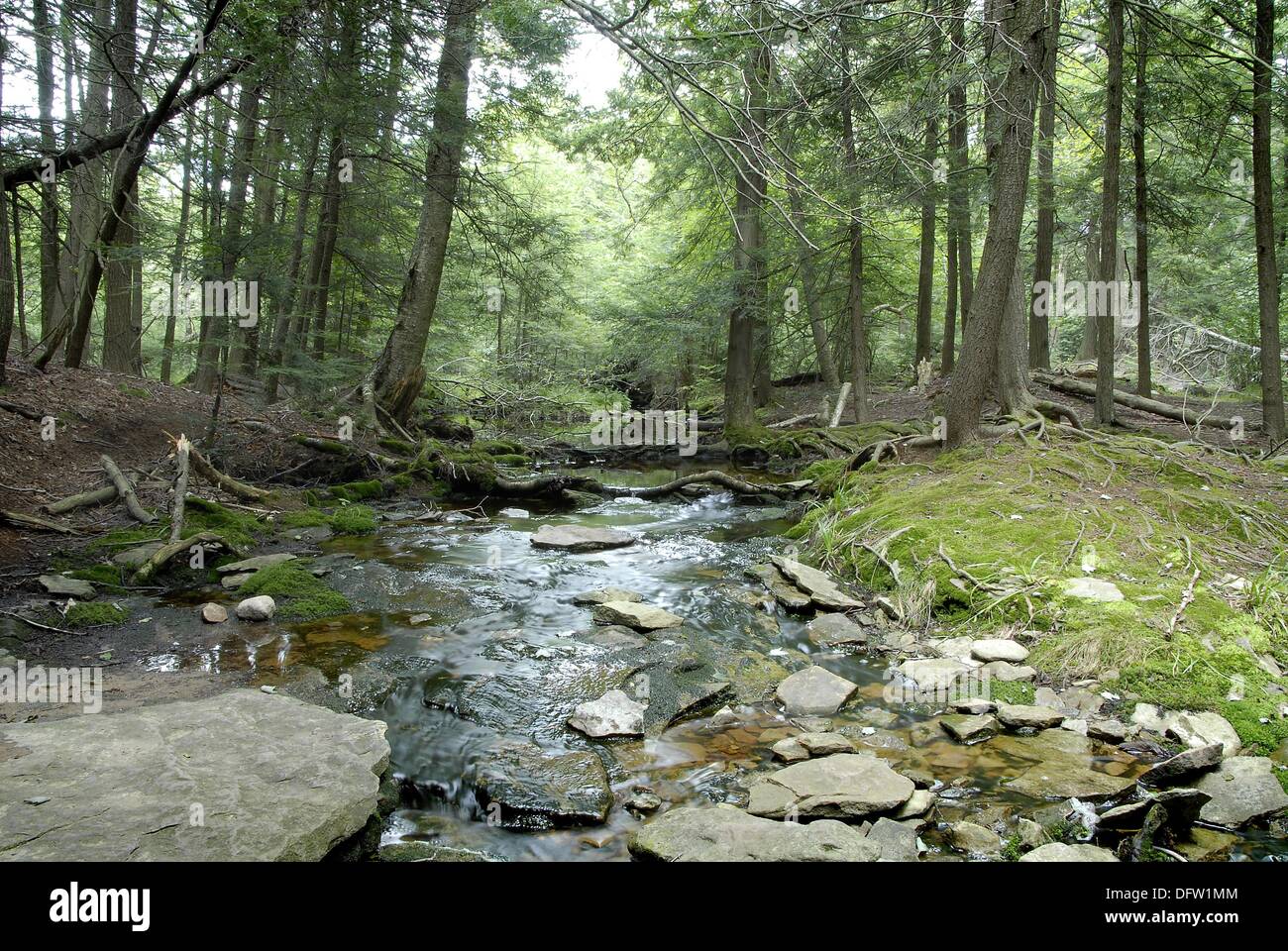 A stream cuts through pine trees at Rickett´s Glen State Park