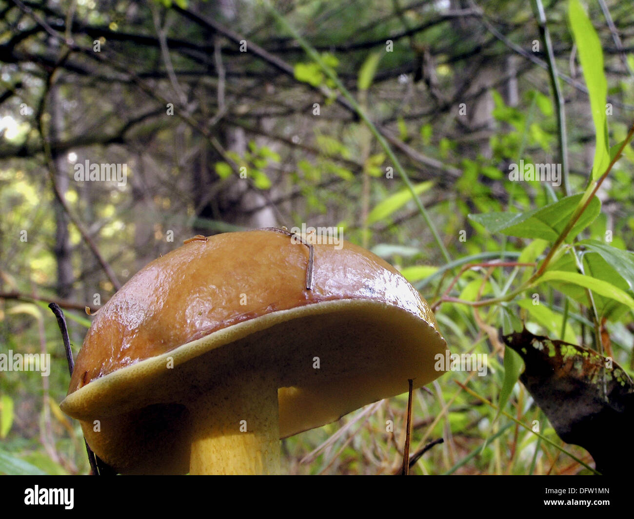 Fungus tree pennsylvania hi-res stock photography and images - Alamy