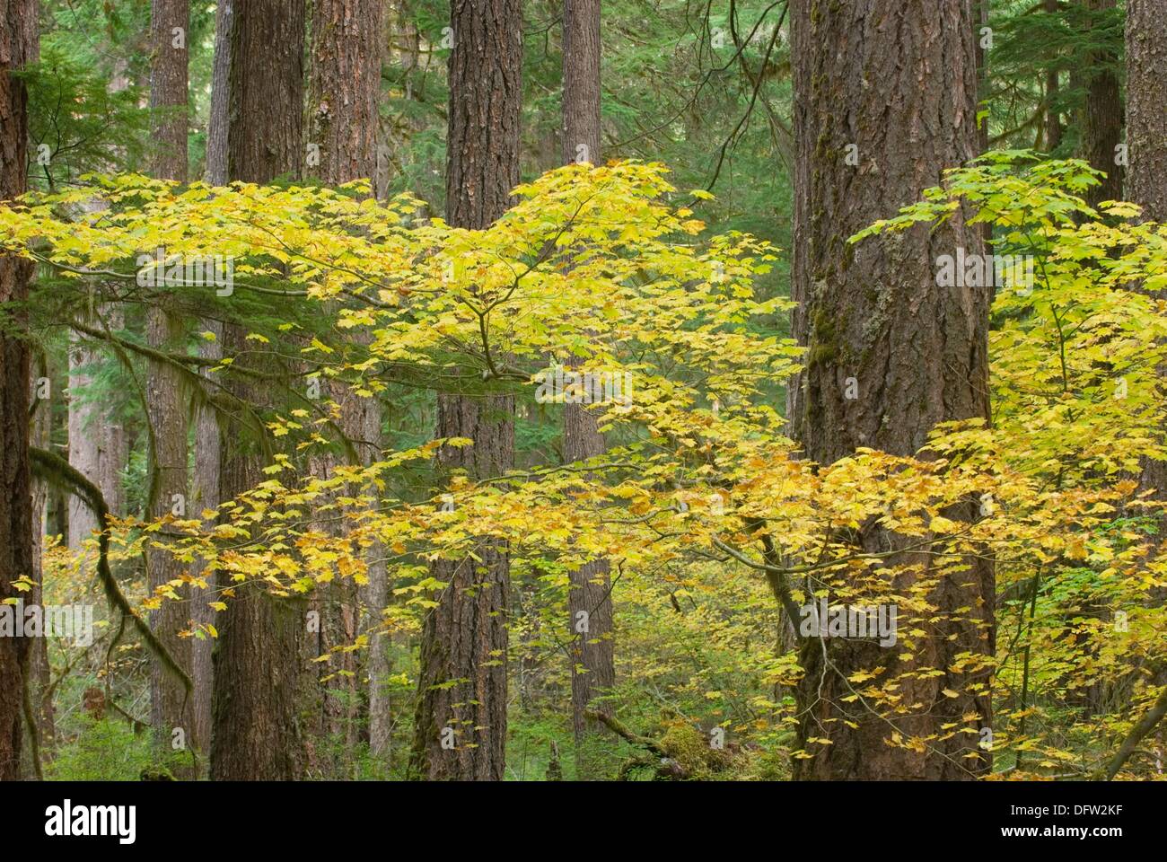 Old mckenzie pass hi-res stock photography and images - Alamy