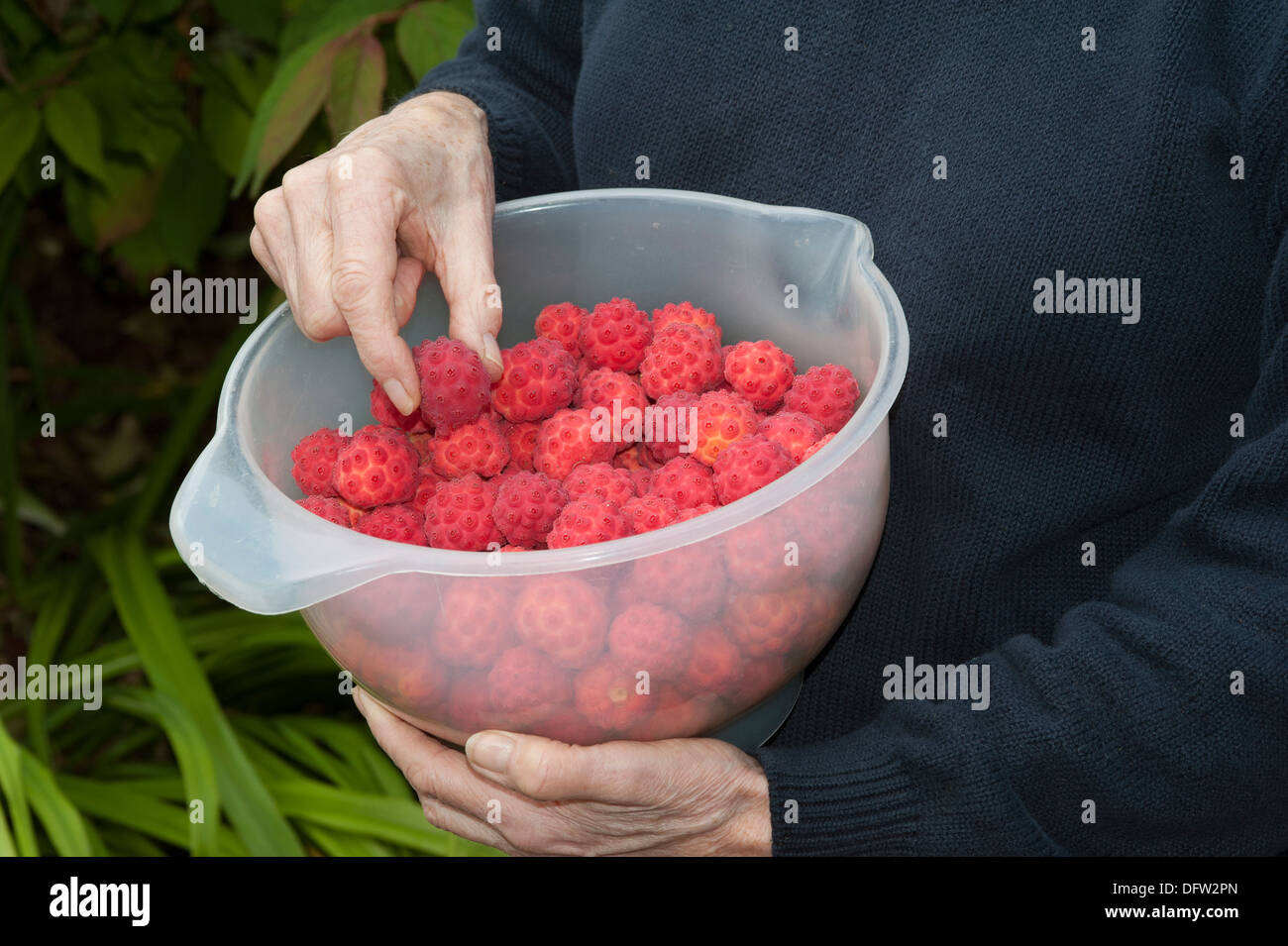 Harvesting ripe fruits of the Kousa Dogwood Tree Woman's hand sorting the fruit for preparation for jelly making Stock Photo