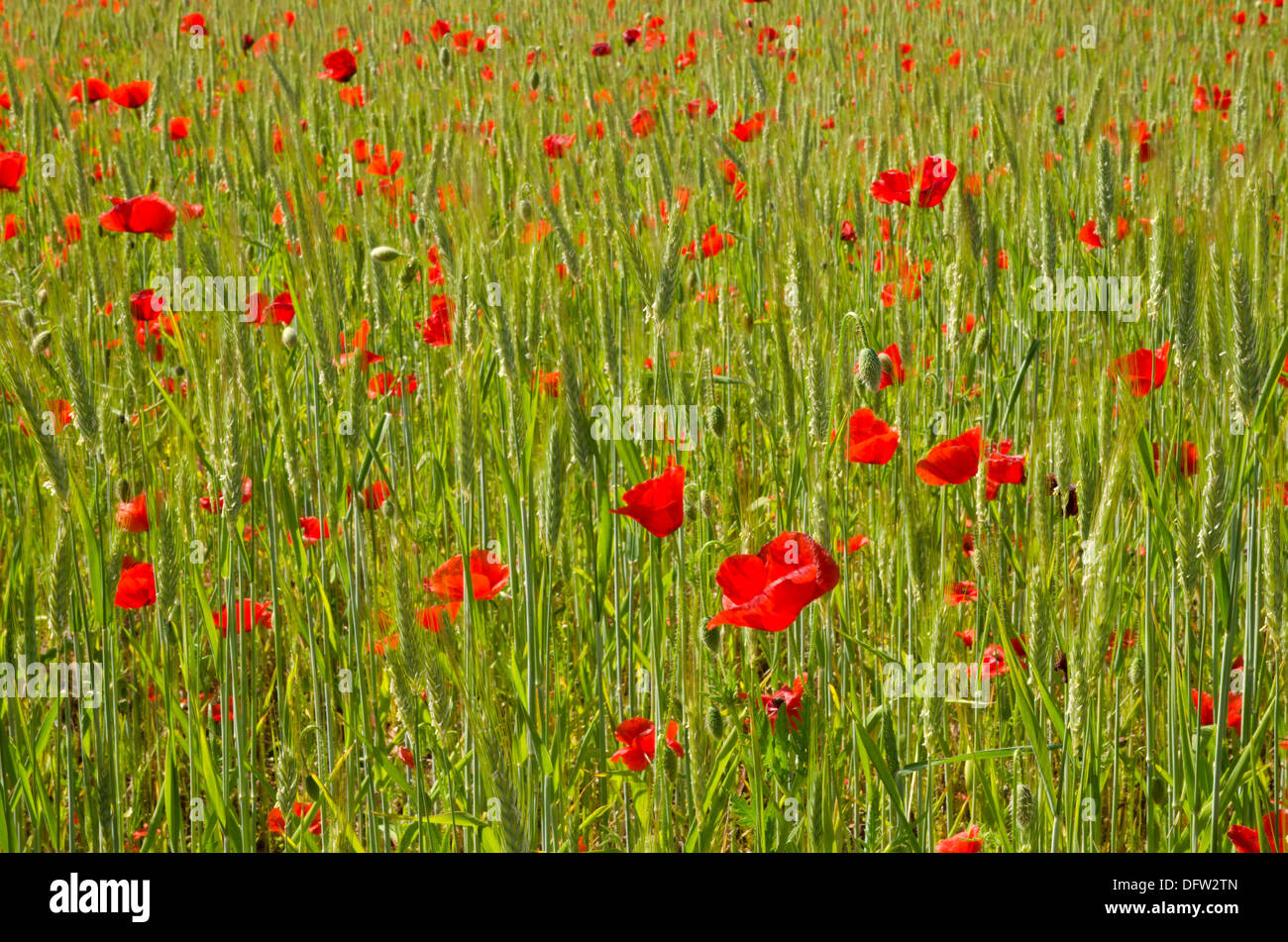 Red poppy wildflowers hi-res stock photography and images - Alamy