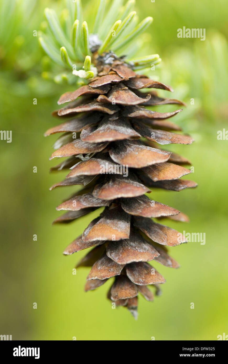 black spruce cones