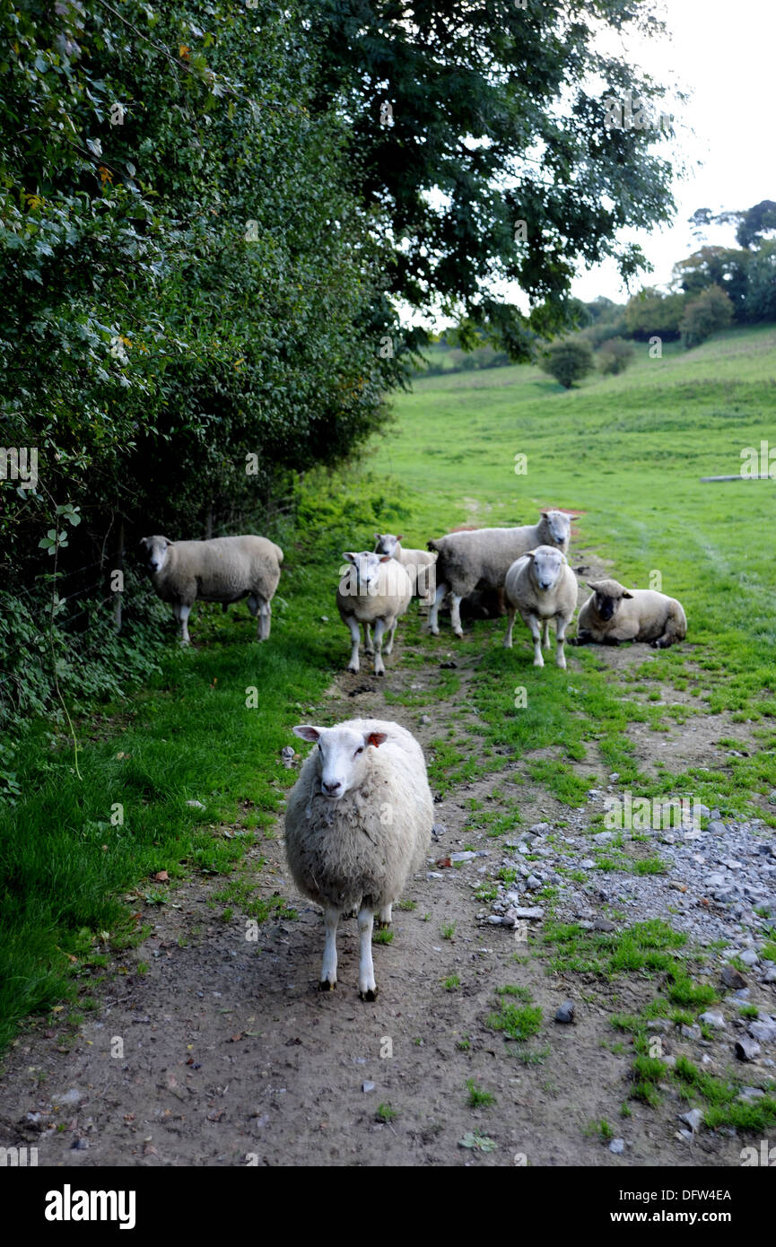 Rams at Saddlescombe on the South Downs in Sussex UK Stock Photo