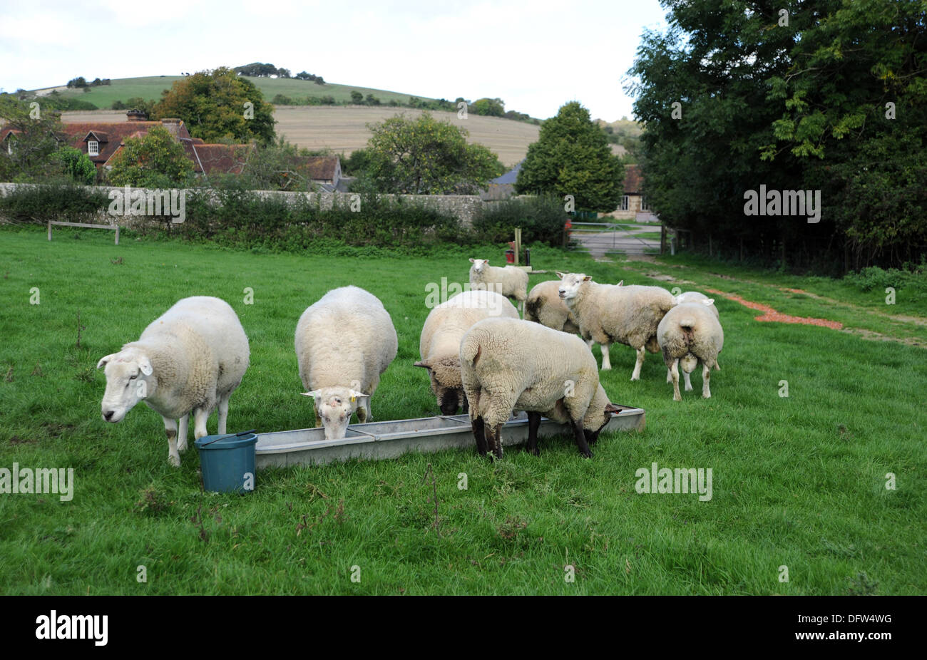 Rams at Saddlescombe on the South Downs in Sussex UK Stock Photo