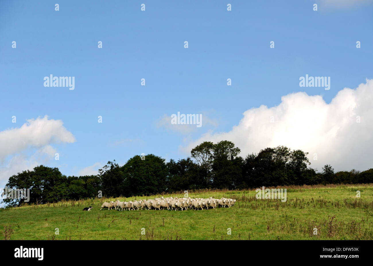 Sheep flock grazing with sheepdog in field at Saddlescombe Farm Devils Dyke Brighton UK Stock Photo
