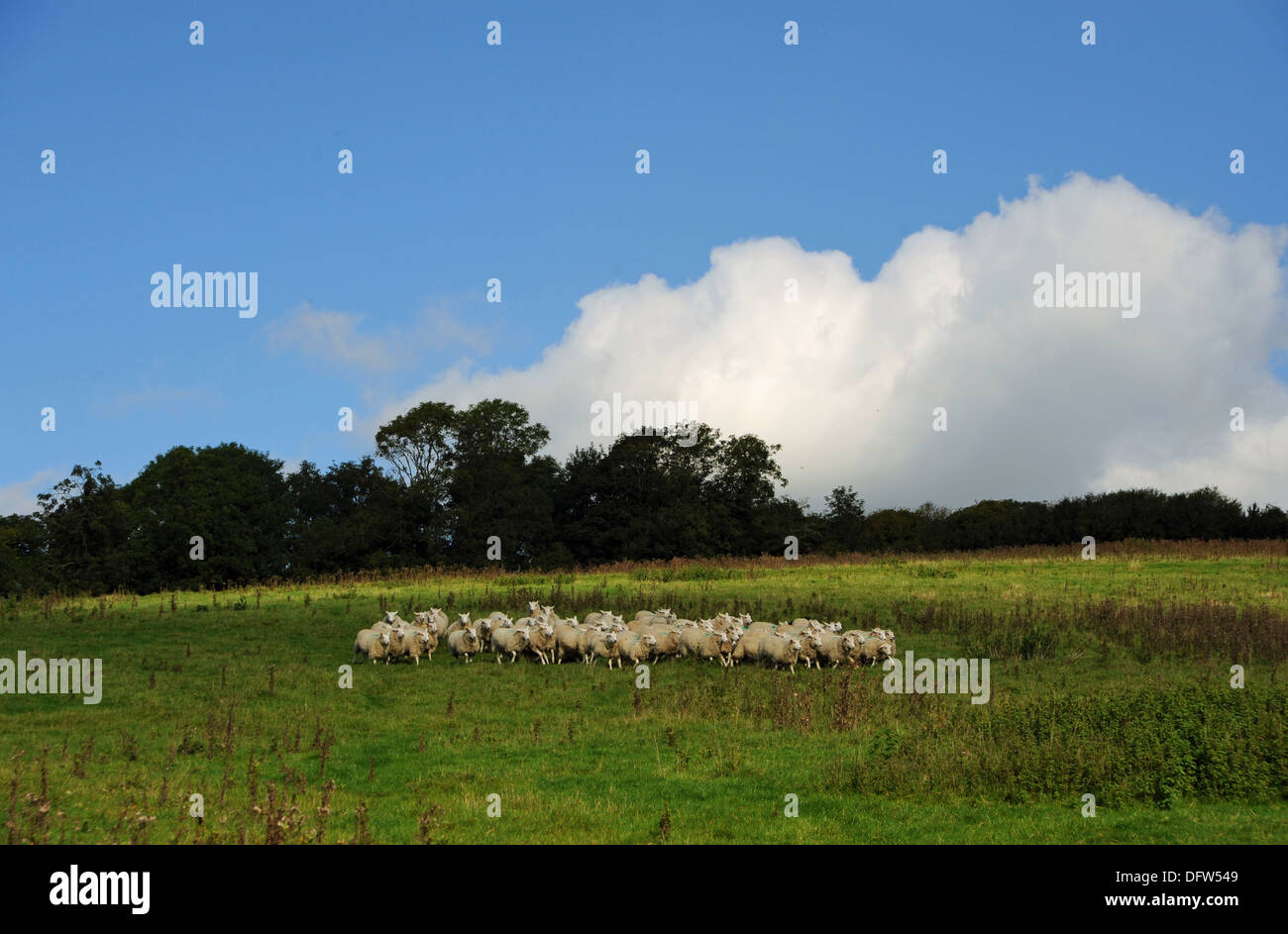 Sheep flock grazing in field at Saddlescombe Farm Devils Dyke Brighton UK Stock Photo