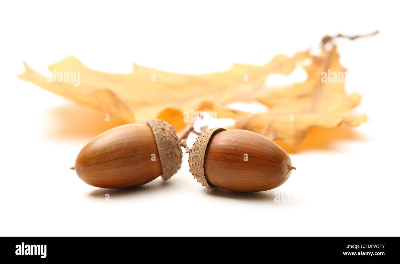 Fresh acorn with dried leaves Stock Photo