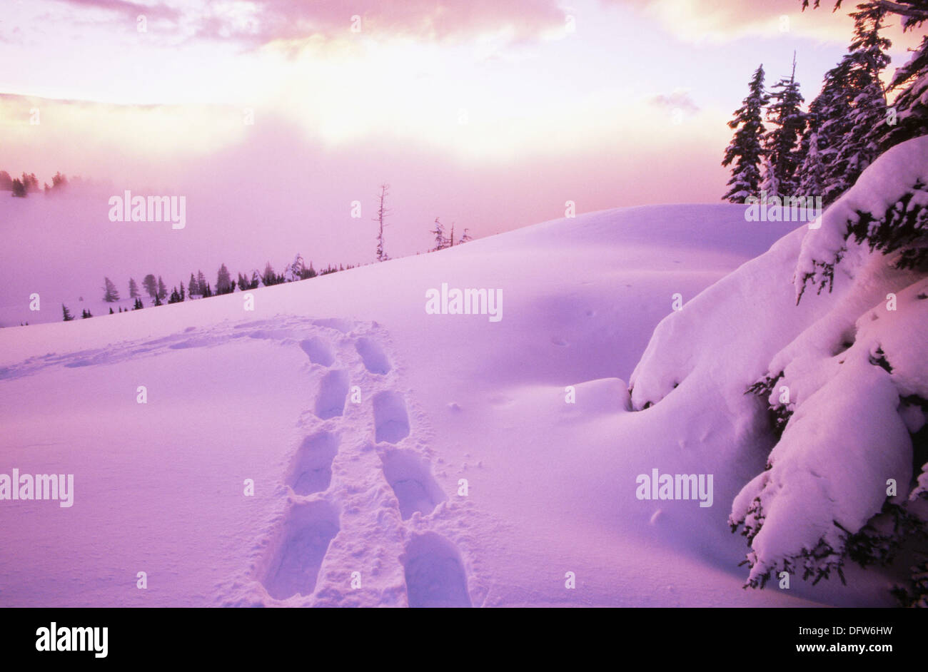 Sunrise. Snow shoe footprints. Oregon cascades. USA Stock Photo Alamy