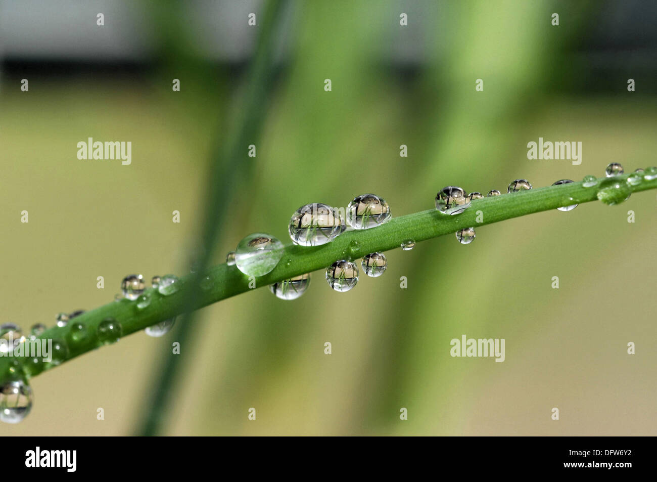 Water on grass Stock Photo Alamy